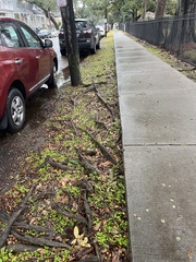 Calyptocarpus vialis