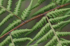 Hypolepis