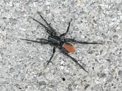 Castianeira descripta