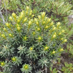 Ozothamnus ledifolius