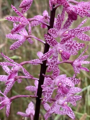 Dipodium punctatum