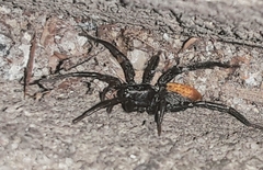 Castianeira descripta