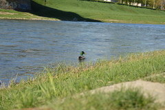 Anas platyrhynchos