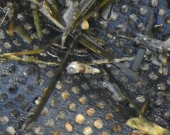 Melanoides tuberculata