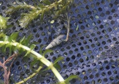 Melanoides tuberculata