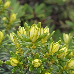 Ozothamnus ledifolius