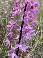 Dipodium punctatum