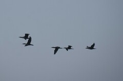 Nannopterum brasilianum