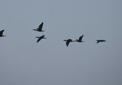 Nannopterum brasilianum