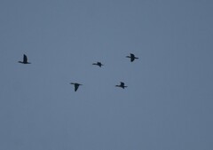 Nannopterum brasilianum