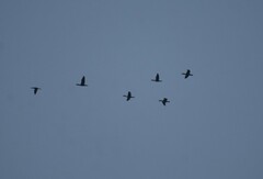 Nannopterum brasilianum