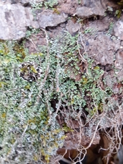 Cladonia coniocraea