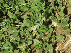 Heliotropium ramosissimum