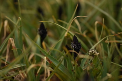 Carex melanantha