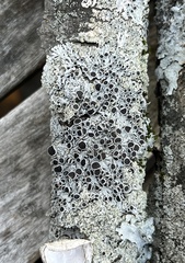 Physcia millegrana