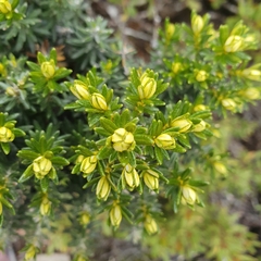 Ozothamnus ledifolius
