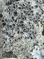 Physcia millegrana