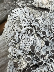Physcia millegrana