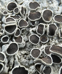 Physcia millegrana