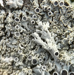 Physcia millegrana