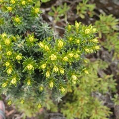 Ozothamnus ledifolius