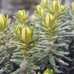 Ozothamnus ledifolius