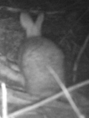 Lagomorpha