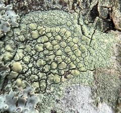 Lecanora strobilina