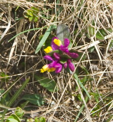 Polygaloides chamaebuxus