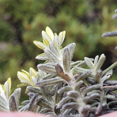 Ozothamnus ledifolius