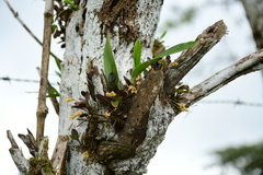 Masdevallia nidifica