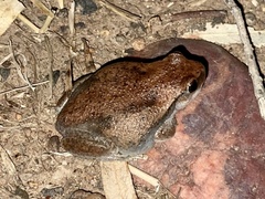 Litoria rubella