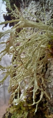 Ramalina
