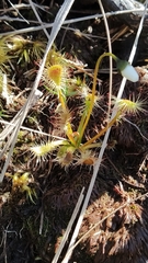 Drosera stenopetala