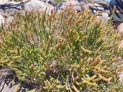 Salicornia littorea