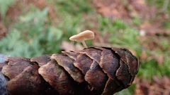 Baeospora