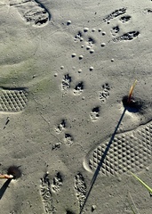 Sylvilagus aquaticus