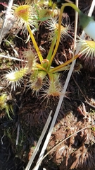 Drosera stenopetala