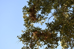 Passer hispaniolensis