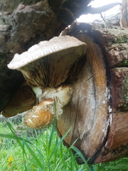 Hemipholiota