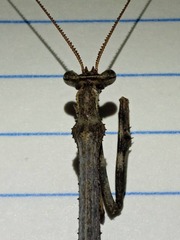 Pseudovates