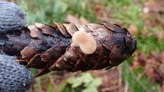 Baeospora