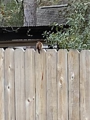 Thryothorus ludovicianus