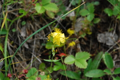 Hypericum elegans