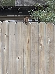 Thryothorus ludovicianus