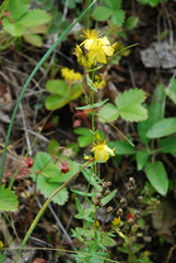 Hypericum elegans