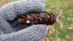 Baeospora