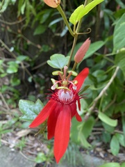 Passiflora miniata × vitifolia