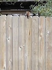 Thryothorus ludovicianus