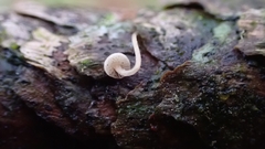 Baeospora